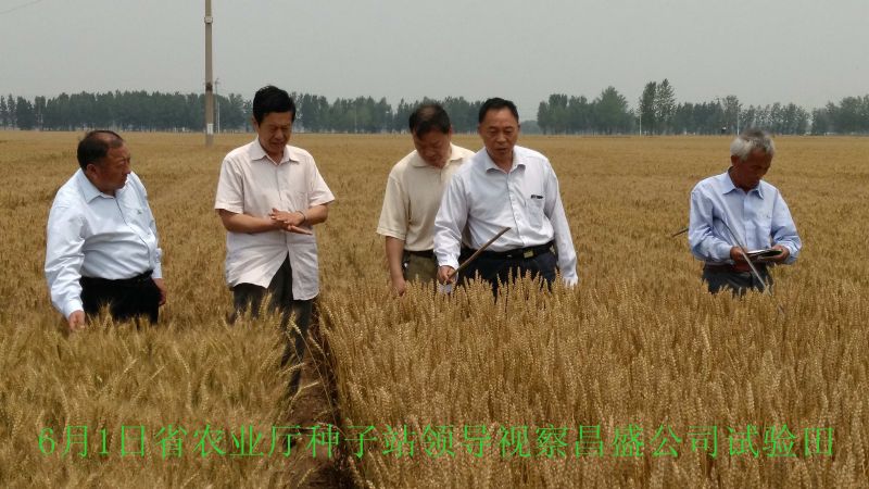 省農(nóng)業(yè)廳種子站領(lǐng)導(dǎo)視察公司試驗田